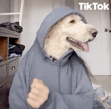 Cão fazendo dancinha do TikTok