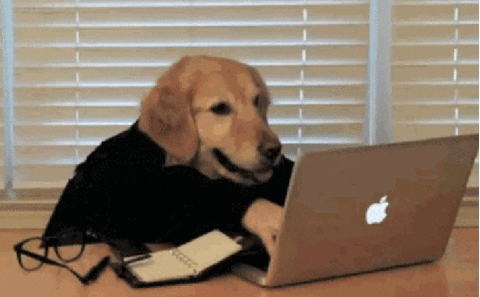 Cão trabalhando remotamente através do seu laptop